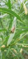 Image of Zebra Caddisfly