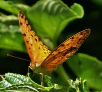 Image of Phalanta phalantha aethiopica Rothschild & Jordan 1903