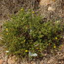 Image of Pulicaria microcephala Lange