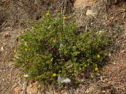 Image of Pulicaria microcephala Lange