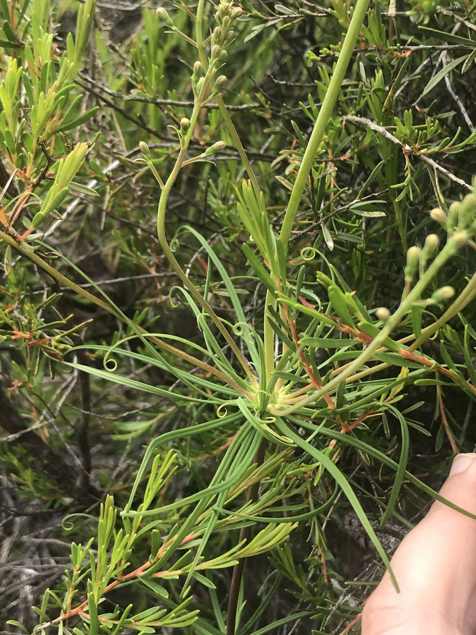 Image of Stylidium nymphaeum Wege