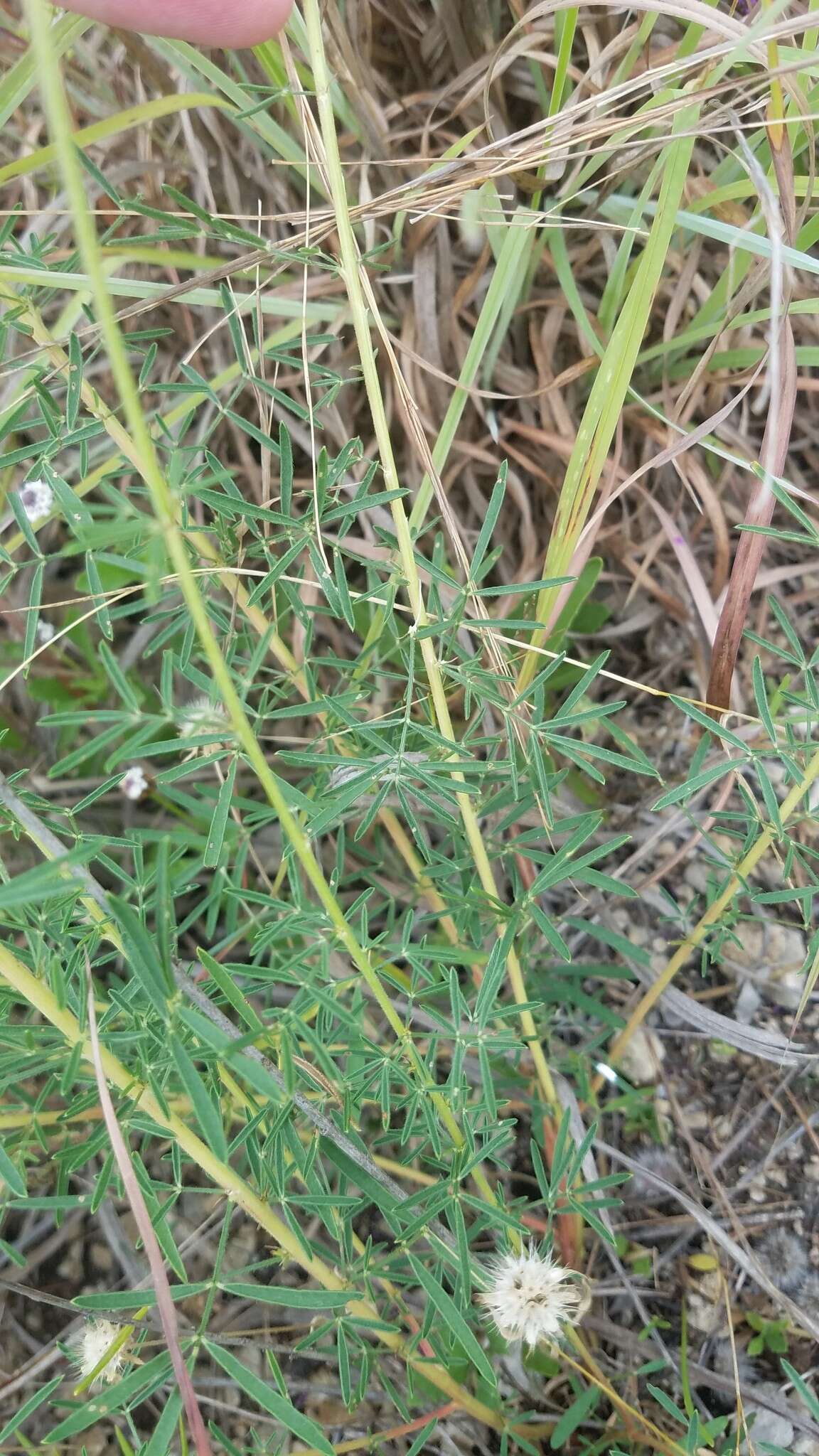 Image of compact prairie clover