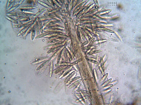 Слика од Arthrosporium candidum (Schwein.) S. Hughes 1958