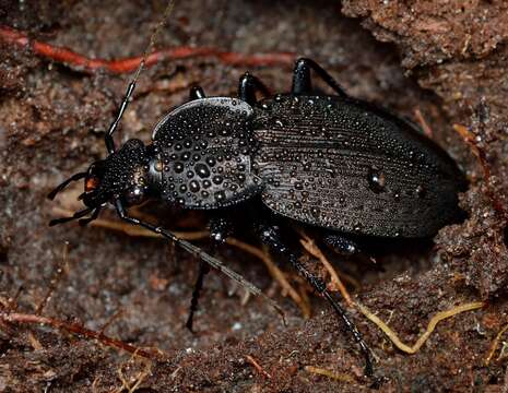 Imagem de Carabus (Carabus) vinctus (Weber 1801)