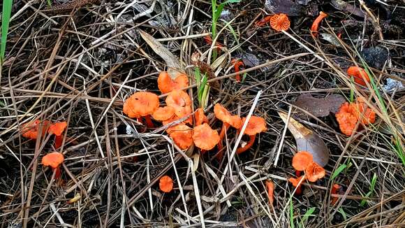 Imagem de Cantharellus texensis Buyck & V. Hofst. 2011