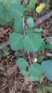 Image of grape honeysuckle