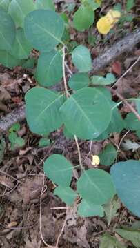 Image of grape honeysuckle