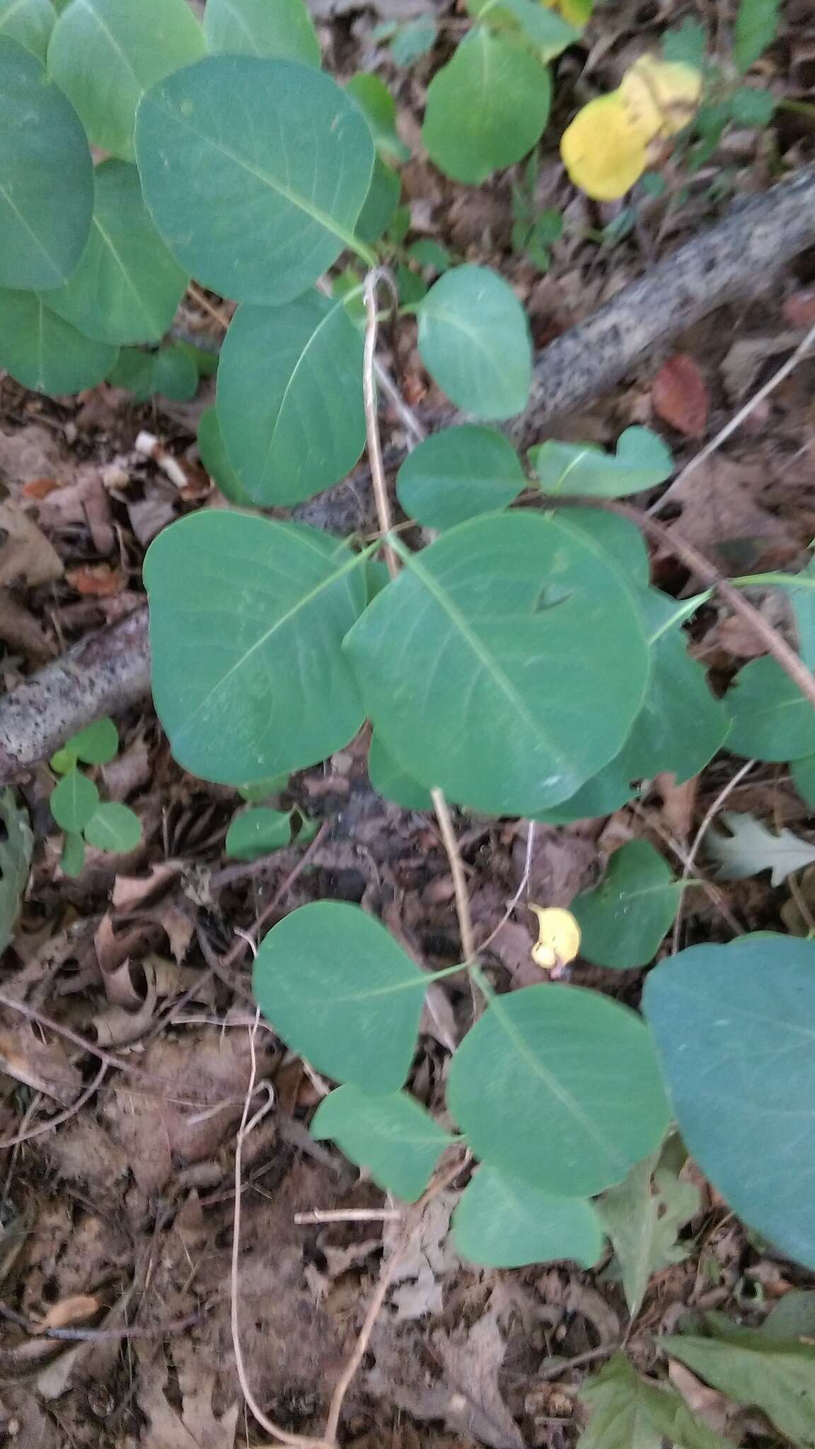 Image of grape honeysuckle