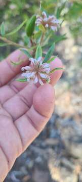 Image of Grevillea phylicoides R. Br.