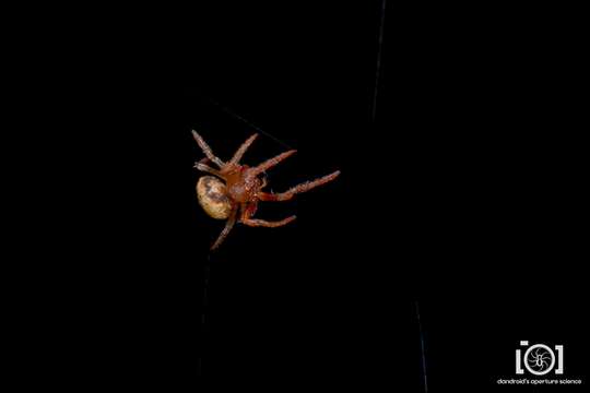 Image of Scoloderus nigriceps (O. Pickard-Cambridge 1895)