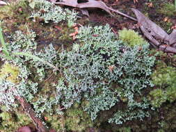 Image of Cladonia ceratophylla (Sw.) Spreng.