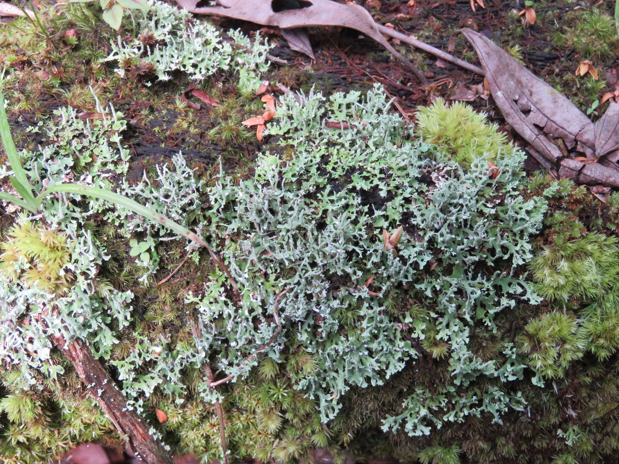 Image of Cladonia ceratophylla (Sw.) Spreng.