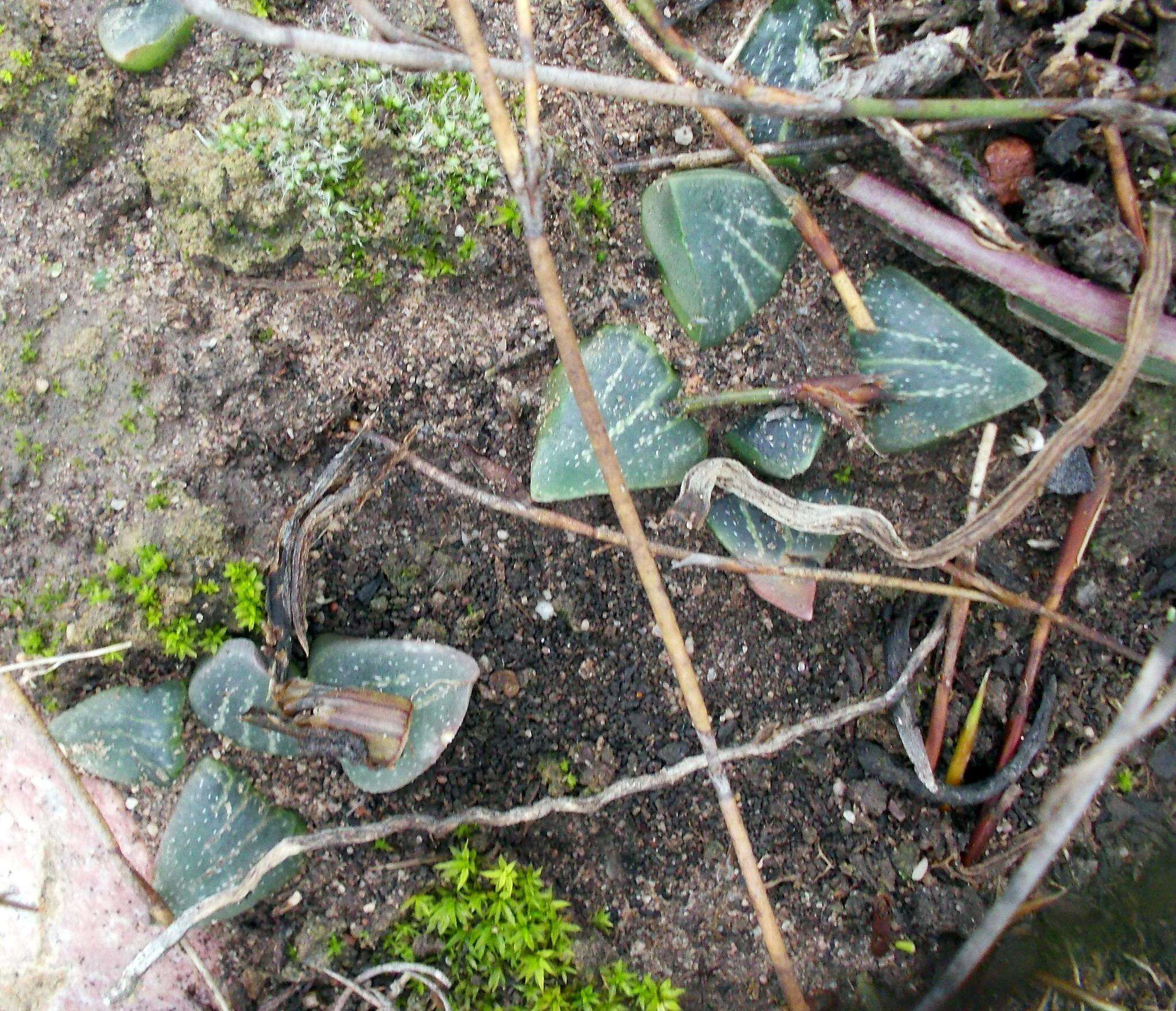 Haworthia pygmaea var. argenteomaculosa (G. G. Sm.) M. B. Bayer resmi