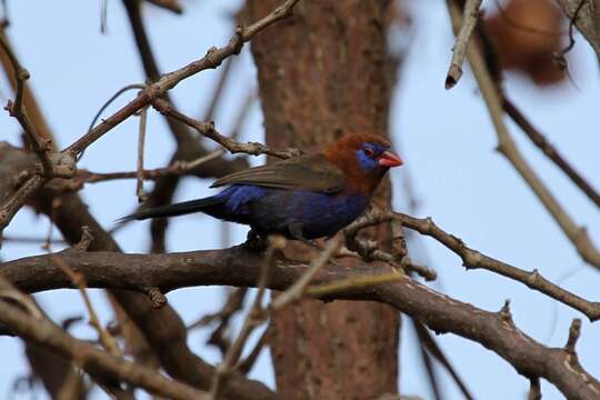 Image of Purple Grenadier