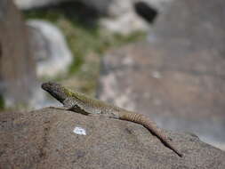 Image of Phymaturus extrilidus Lobo, Espinoza, Sanabria & Quiroga 2012