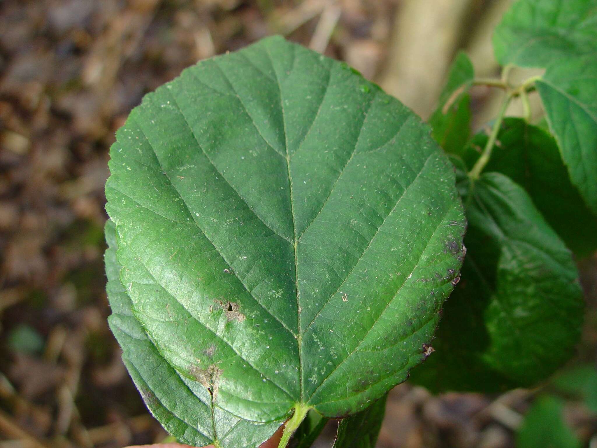 Image of Rubus sciocharis (Sudre) W. C. R. Watson