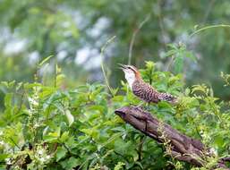 Image of Veracruz Wren