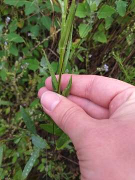 Imagem de Camelina sativa (L.) Crantz