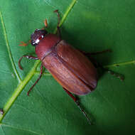 Imagem de Phyllophaga (Phyllophaga) quercus (Knoch 1801)