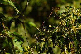 Plancia ëd Cynanthus auriceps (Gould 1852)