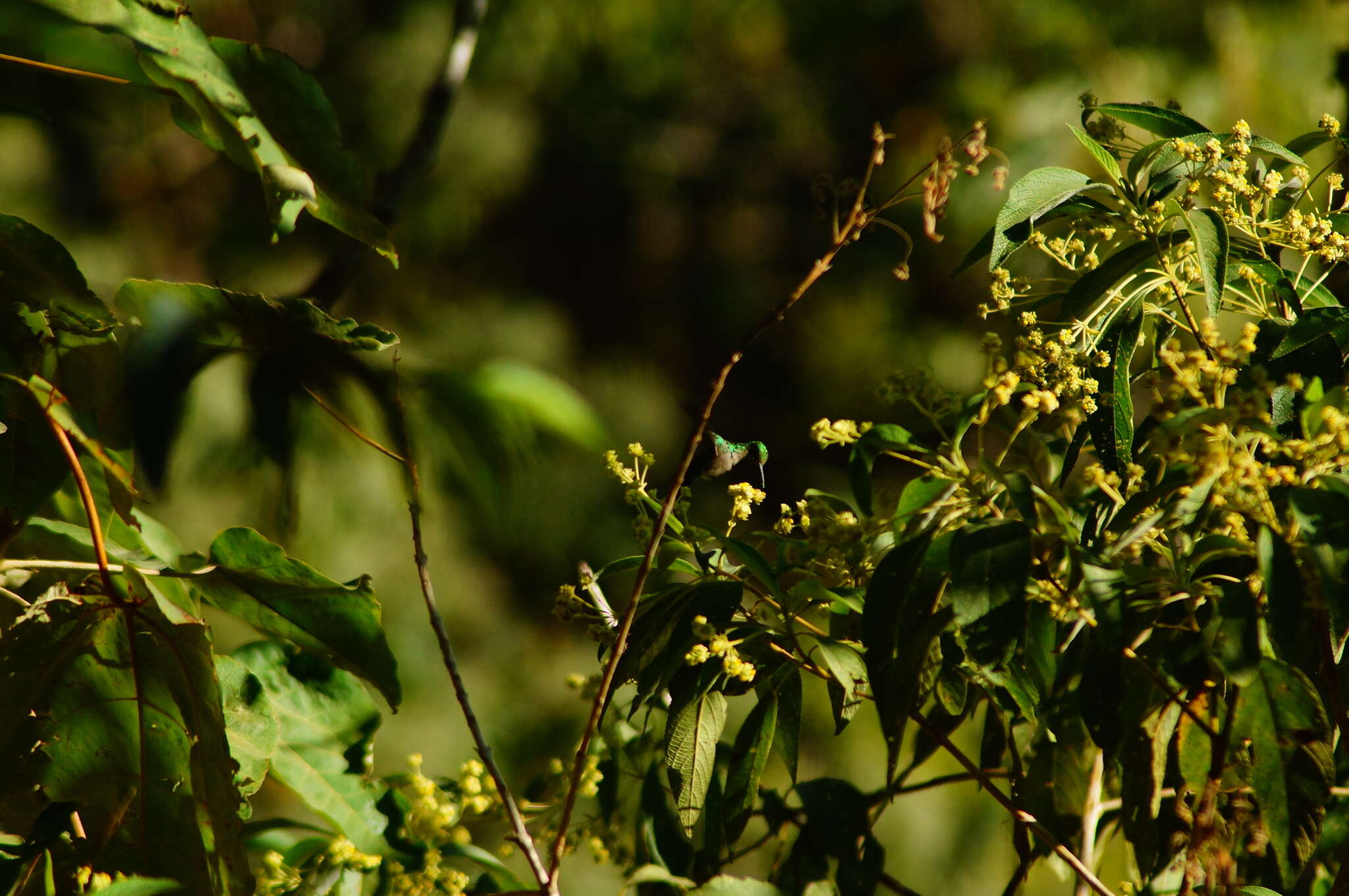 Image of Golden-crowned Emerald