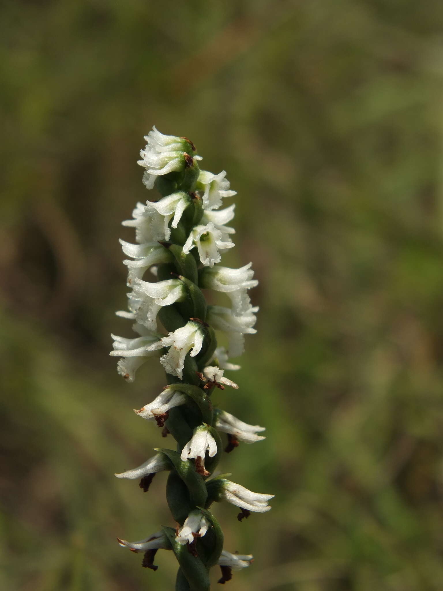 Image of Chinese Spiranthes