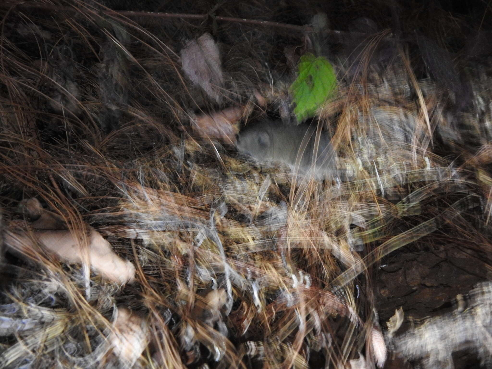 Image of Mexican vole