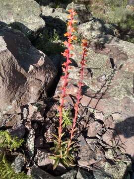 Image of Echeveria paniculata A. Gray