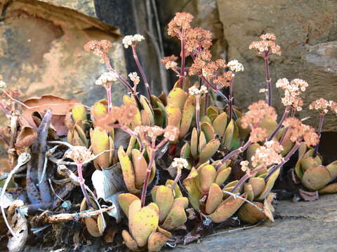 Image of Crassula swaziensis Schönl.