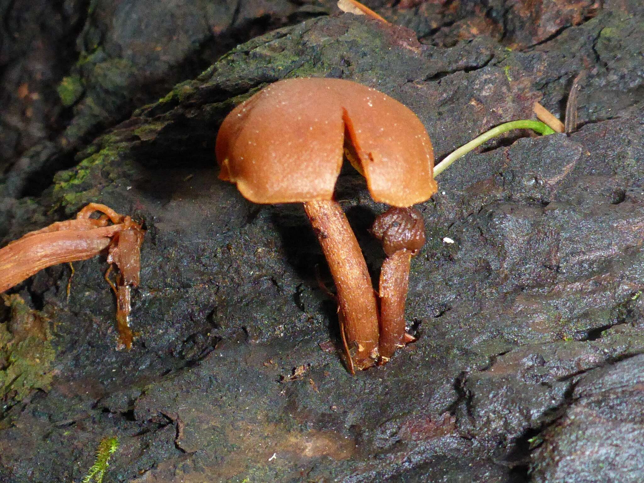 Imagem de Gymnopilus bellulus (Peck) Murrill 1917