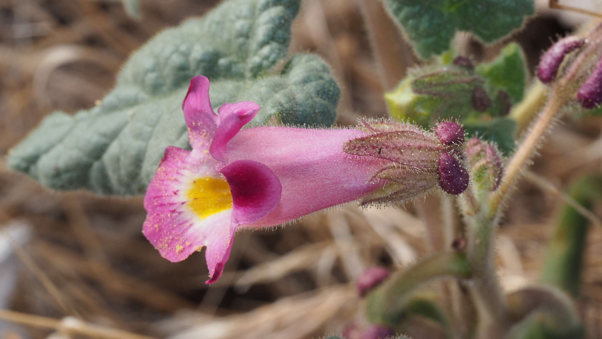 Sivun Proboscidea parviflora subsp. parviflora kuva