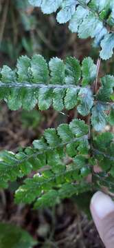 Image of Athyrium leiopodum (Hayata) Tag.