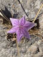 Image de Colchicum variegatum L.