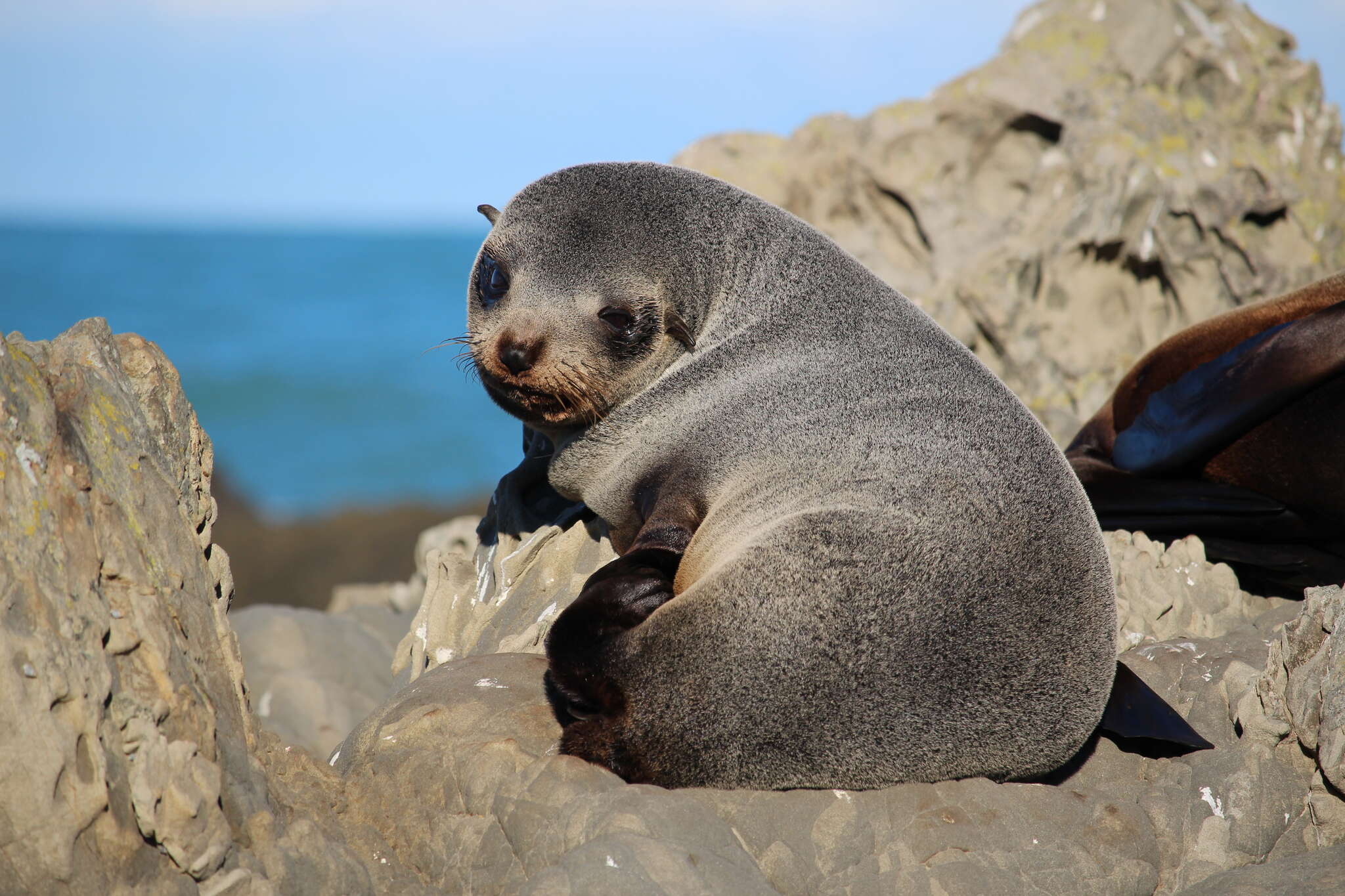 Image of Antipodean Fur Seal