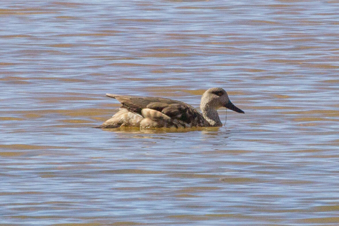 Image of Andean Crested Duck