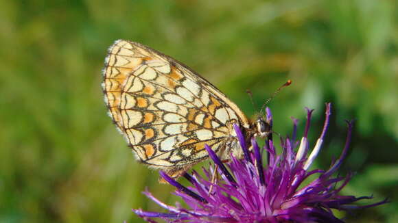 Image of Melitaea varia Meyer-Dür 1851