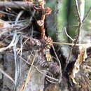 Image of Villadia albiflora (Hemsl.) Rose