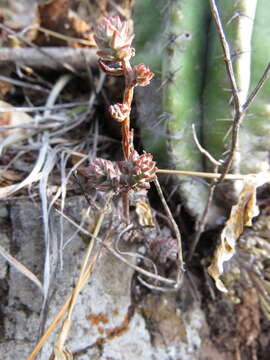 Image of Villadia albiflora (Hemsl.) Rose