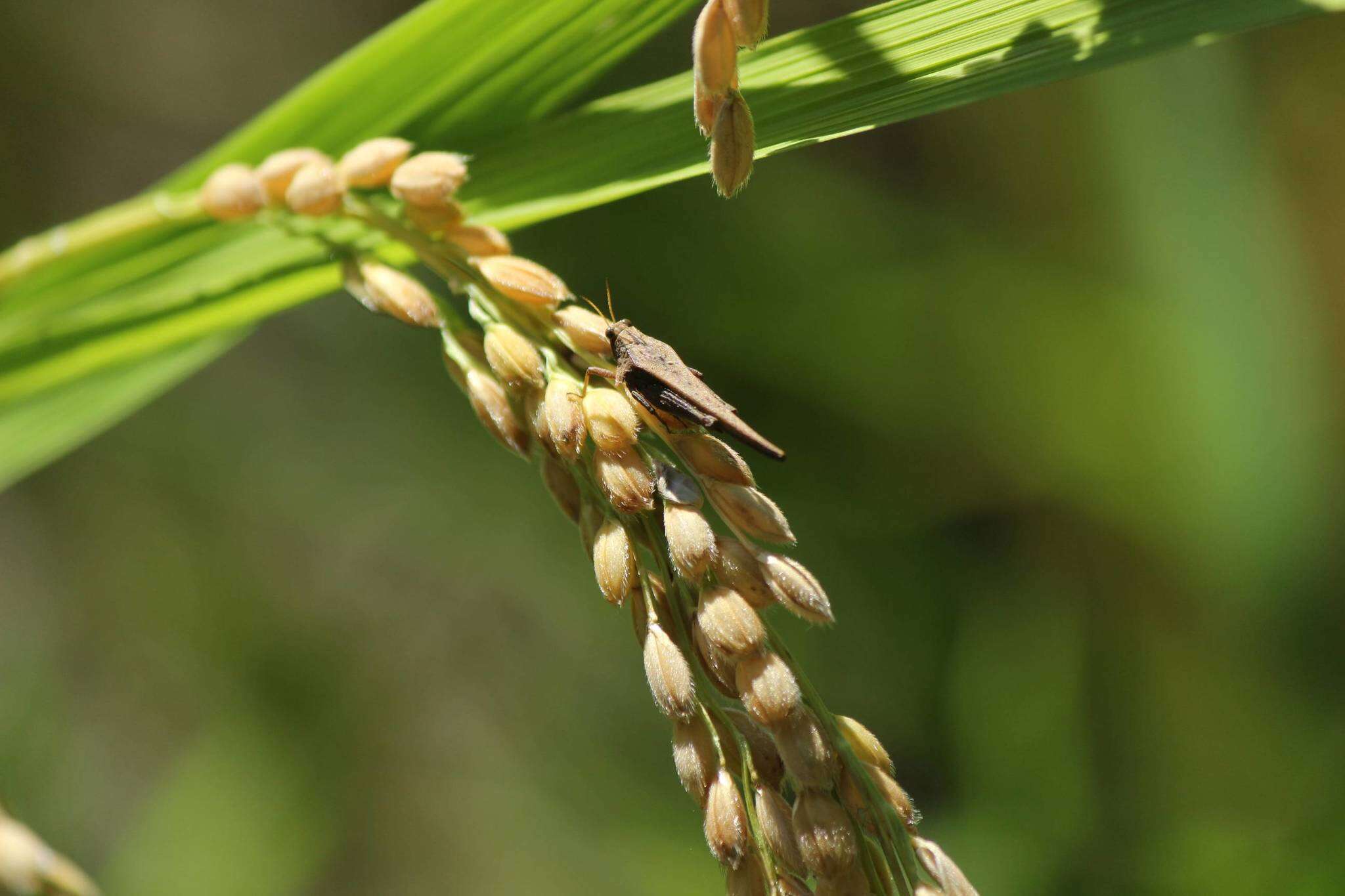 Criotettix japonicus (Haan 1843)的圖片