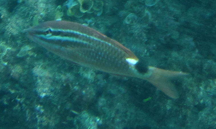 Image of Blacksaddle goatfish