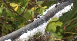 Image of Woolly Alder Aphid