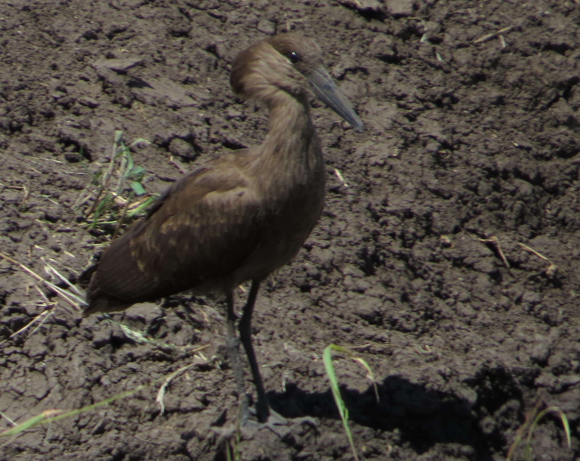 Image of hamerkop