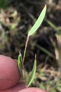 Image of Rough Rosette Grass