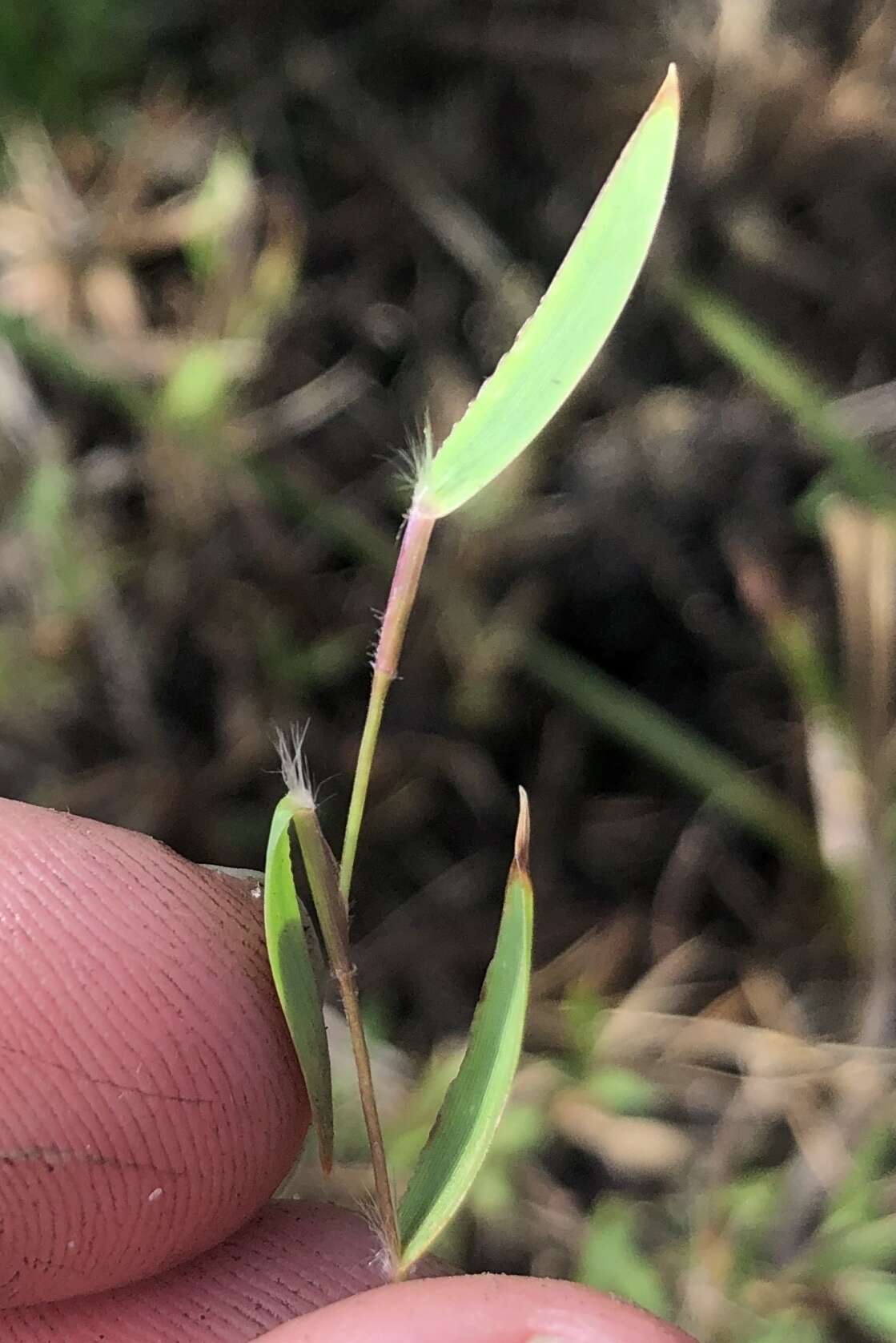 Panicum leucothrix Nash的圖片