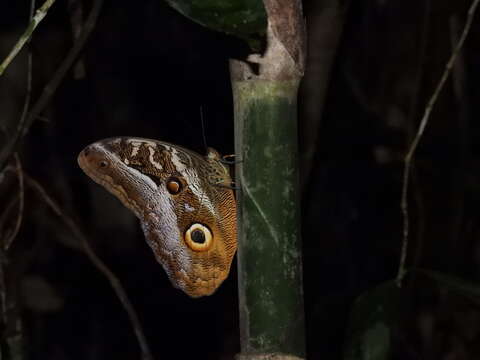 Image of Caligo idomeneus Linnaeus 1758