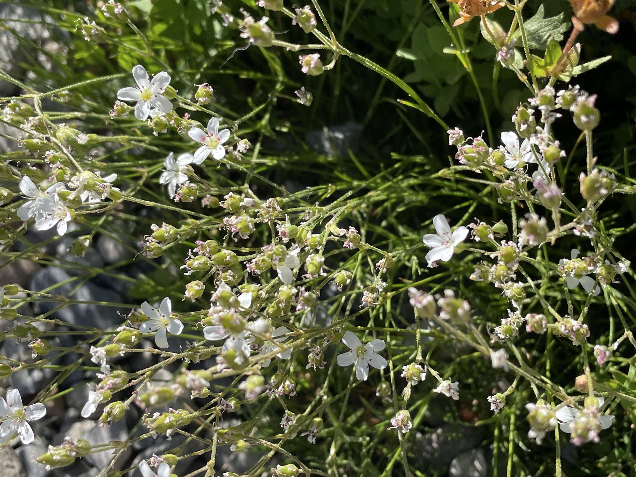 Image of fescue sandwort