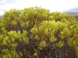 Image of Common Sunshine Conebush