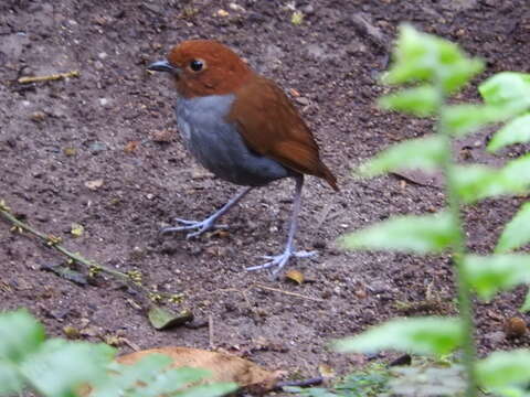 Image of Bicolored Antpitta