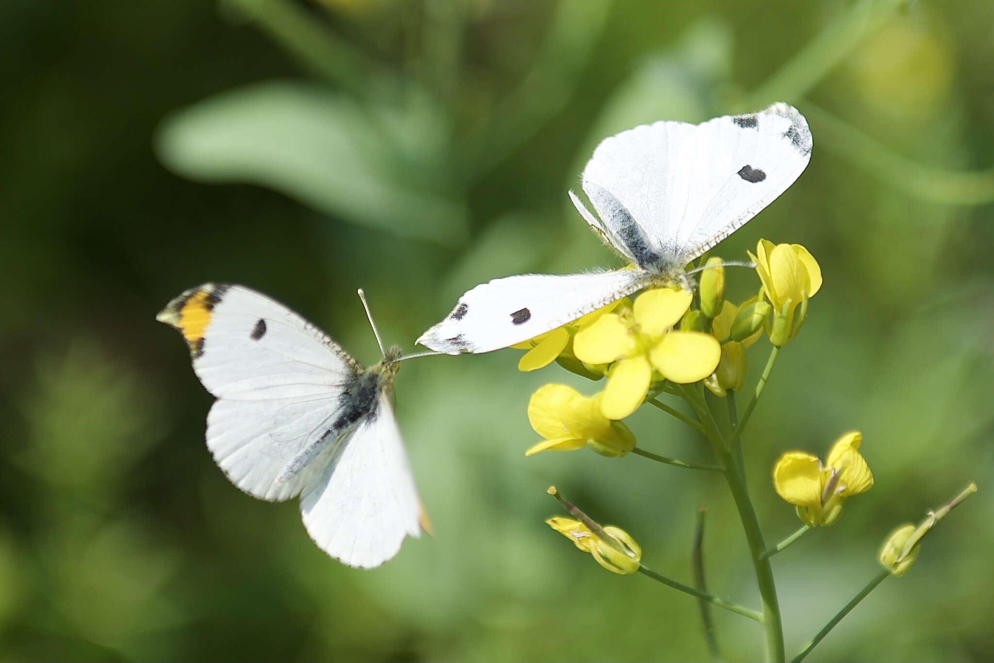 Imagem de Anthocharis scolymus Butler (1866)