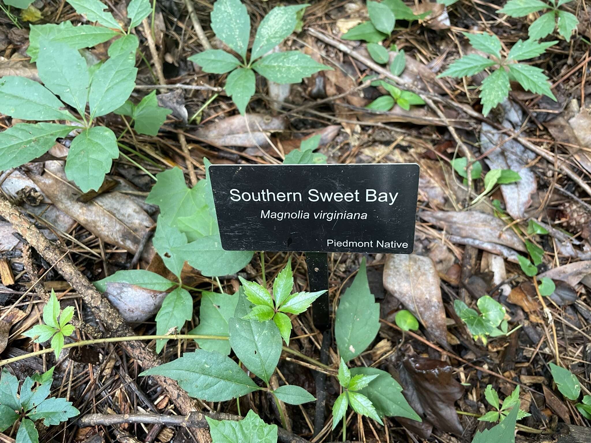 Image of Magnolia virginiana var. australis Sarg.